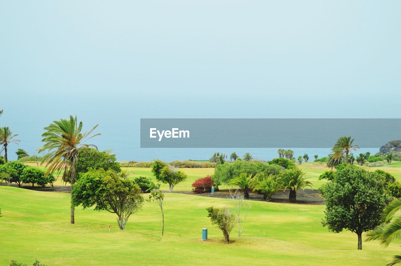 Trees growing on grassy field by sea against clear sky