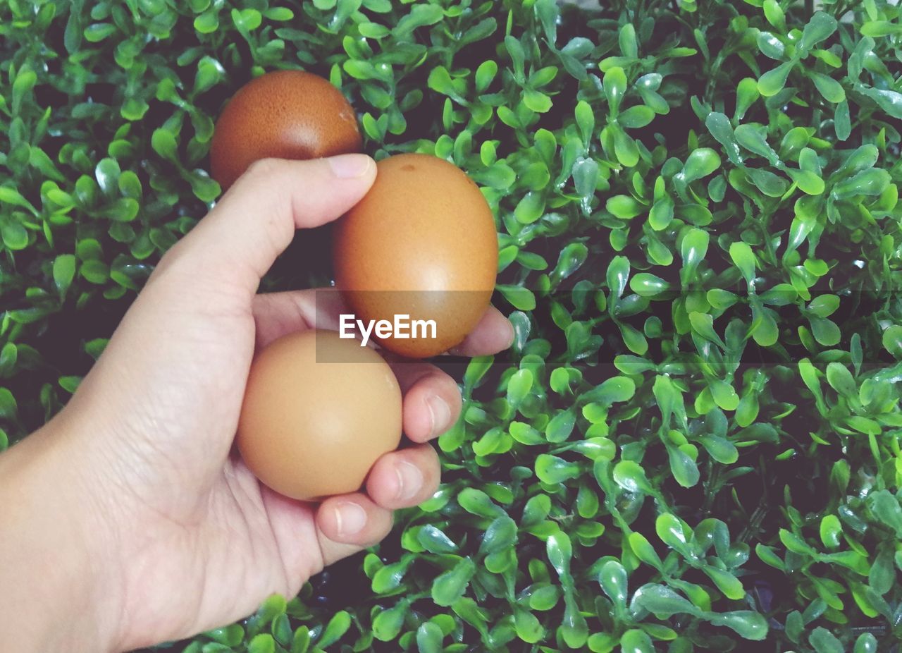 CROPPED IMAGE OF HAND HOLDING FRUIT