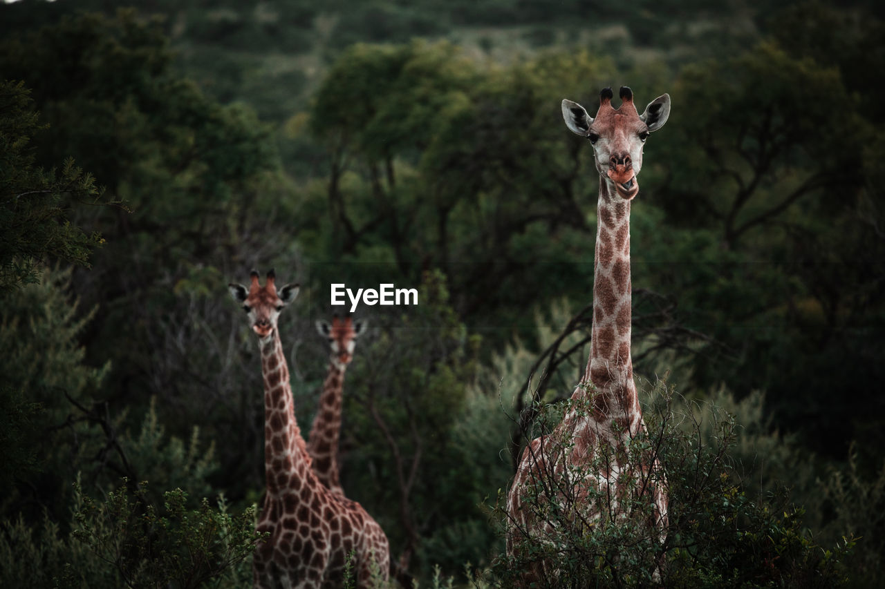 Three curious juvenile giraffes look comically toward the camera