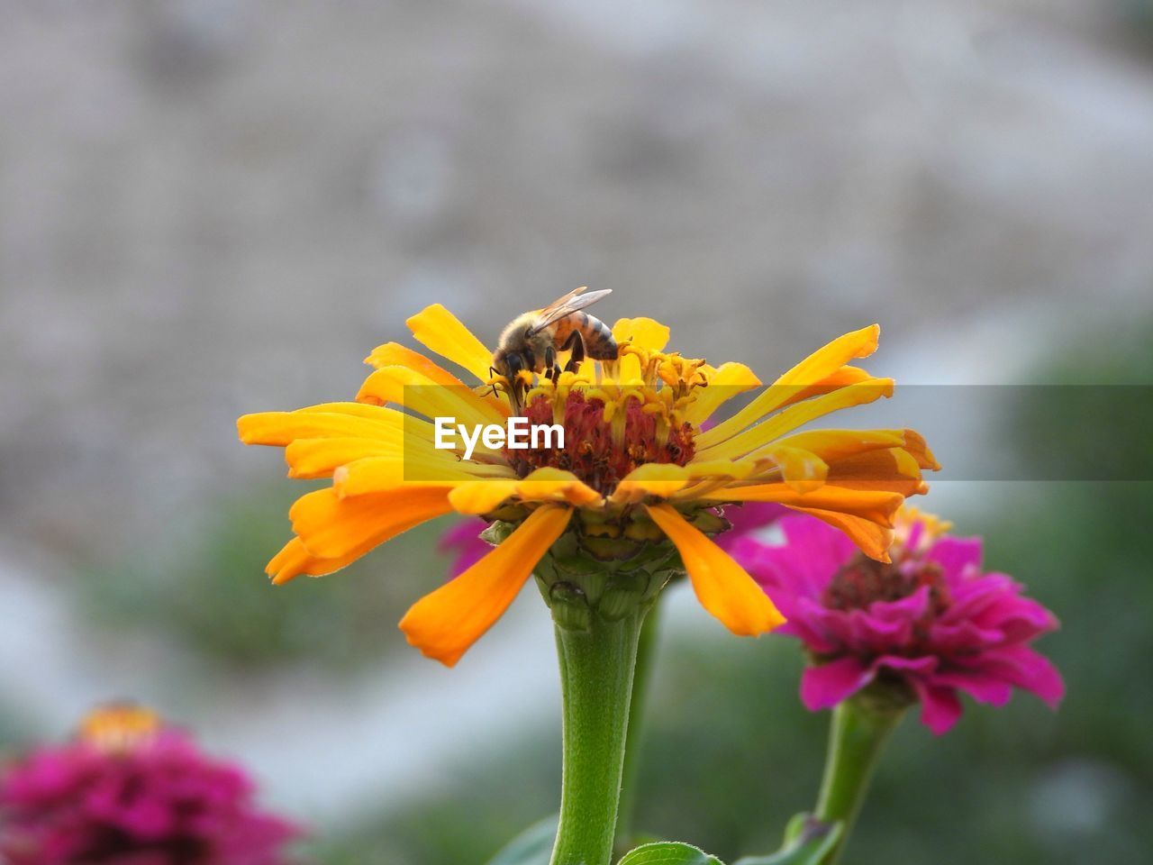 Close-up of honey bee on yellow flower