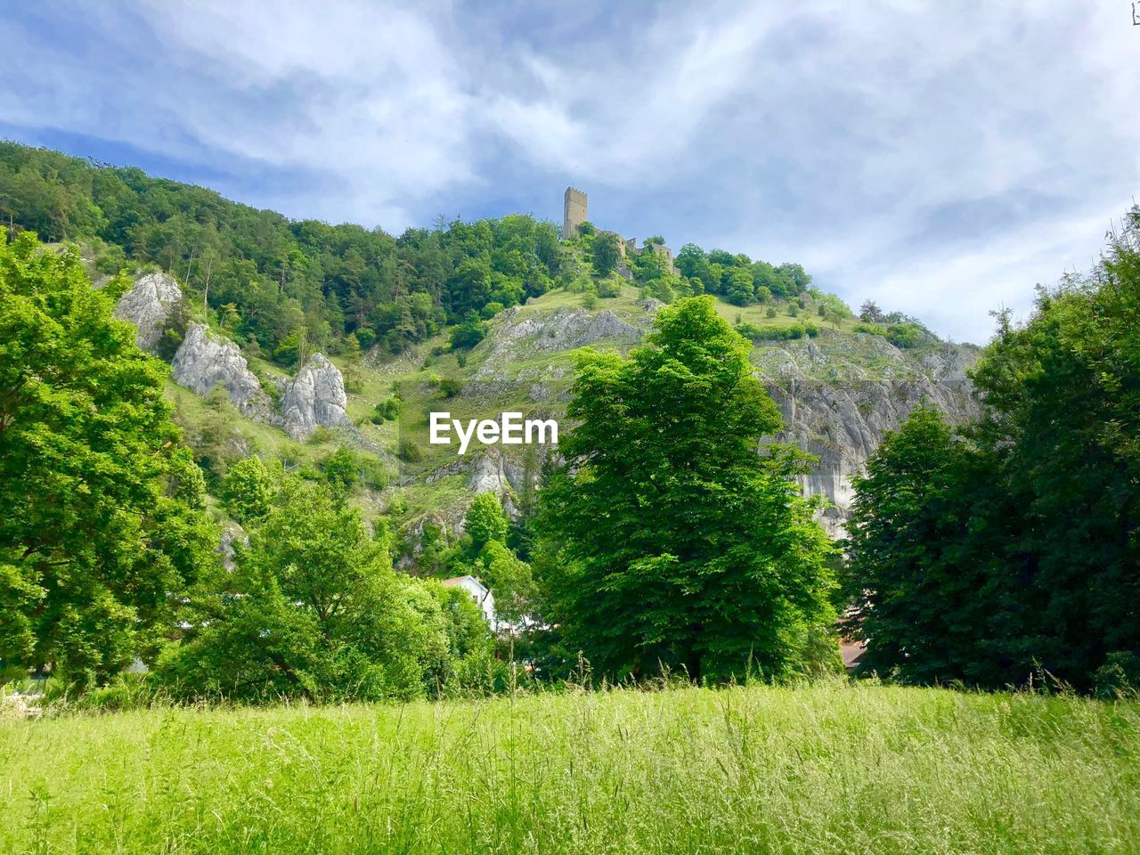 Trees and plants on land against sky