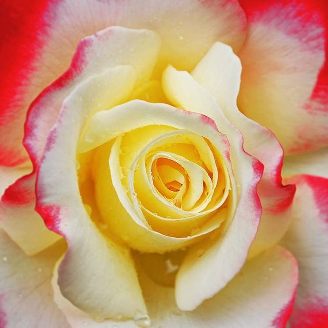 MACRO SHOT OF YELLOW ROSE