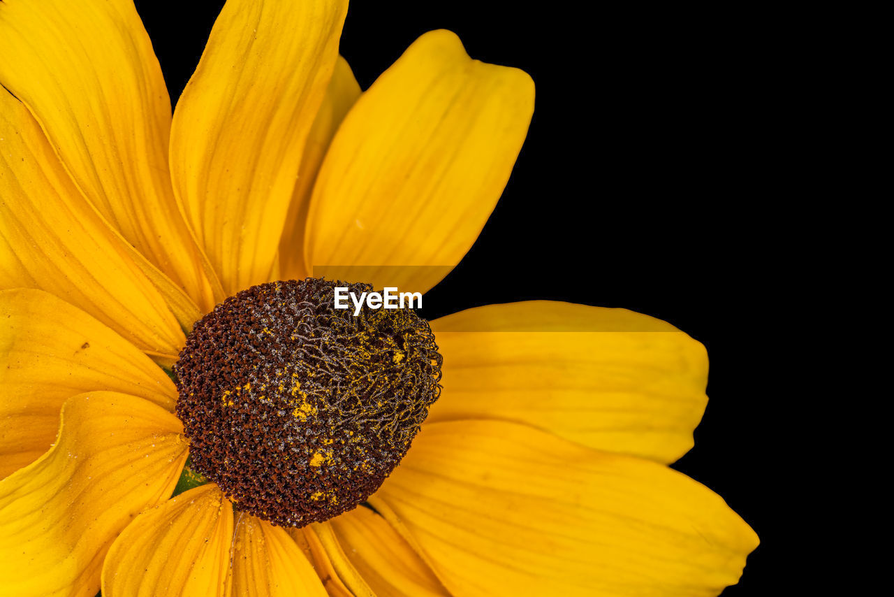 flower, yellow, flowering plant, freshness, plant, beauty in nature, flower head, petal, close-up, inflorescence, fragility, sunflower, growth, pollen, black background, nature, macro photography, studio shot, no people, macro, botany, plant stem, outdoors, extreme close-up