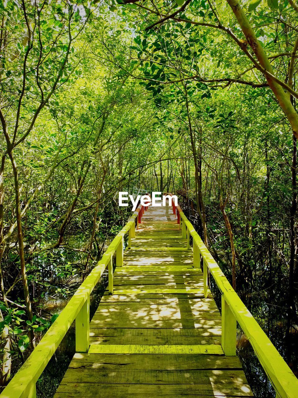 plant, green, tree, the way forward, forest, leaf, nature, sunlight, woodland, natural environment, bridge, growth, footbridge, autumn, diminishing perspective, beauty in nature, land, footpath, day, tranquility, jungle, flower, rainforest, railing, tranquil scene, outdoors, wood, canopy walkway, architecture, foliage, lush foliage, scenics - nature, non-urban scene, built structure, rope bridge, branch, no people, boardwalk, vanishing point, park, leisure activity, transportation, narrow