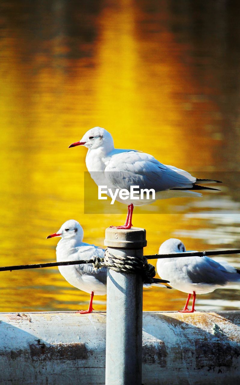 SEAGULL PERCHING ON BOLLARD