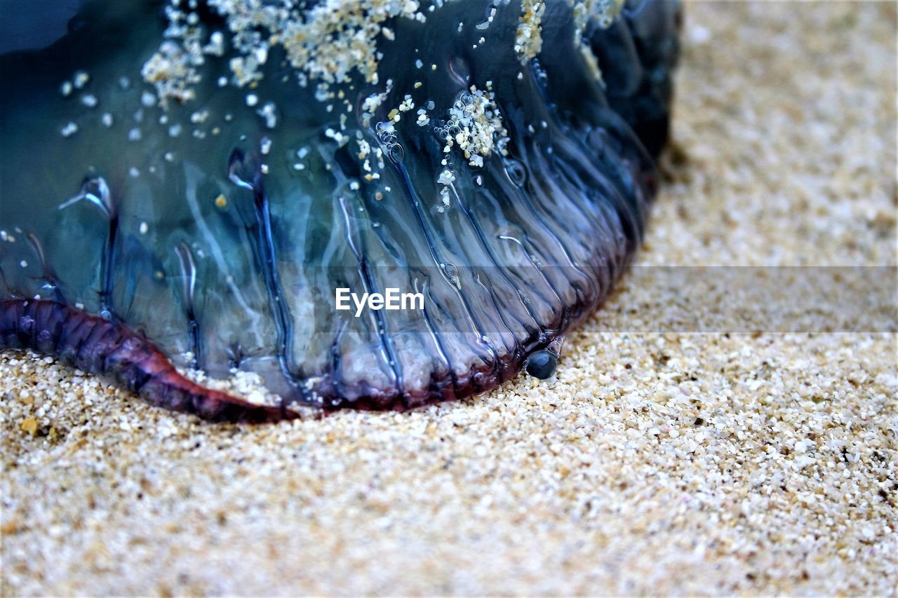 CLOSE-UP OF LOW SECTION OF CRAB ON BEACH