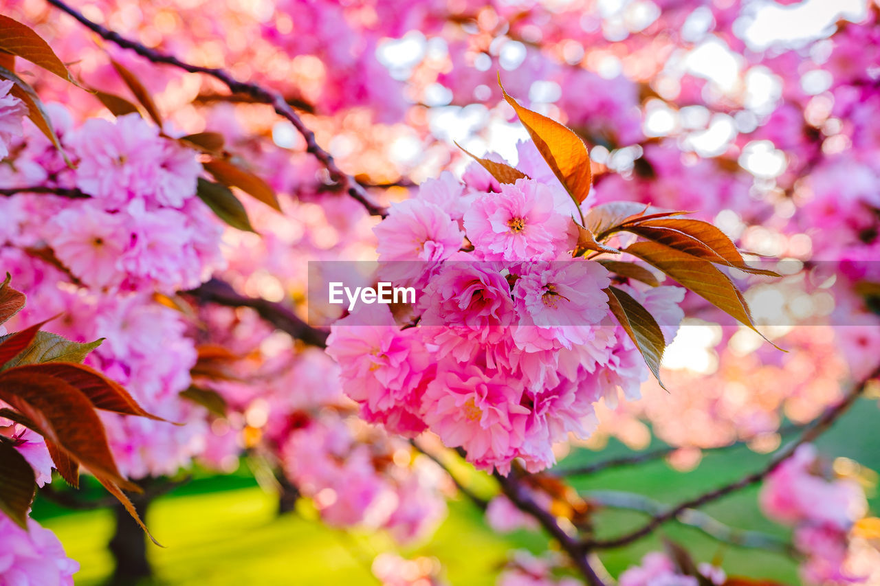 Close-up of pink cherry blossom