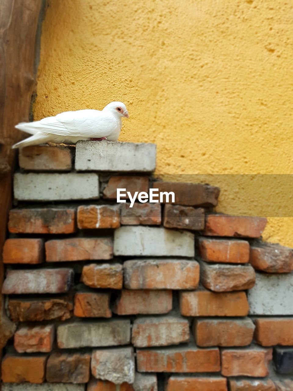 White pigeon relaxing on brick stack against yellow wall