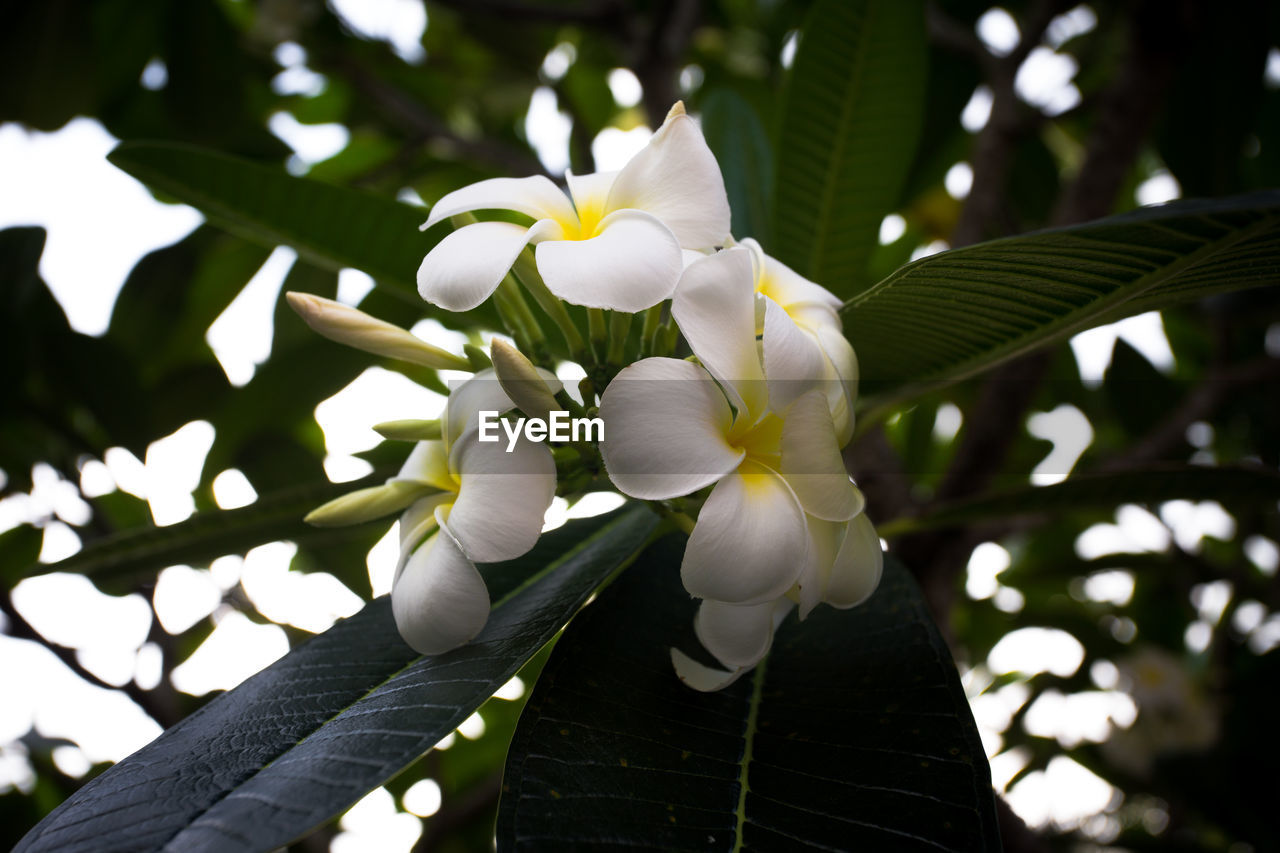 Close-up of white flowering plant