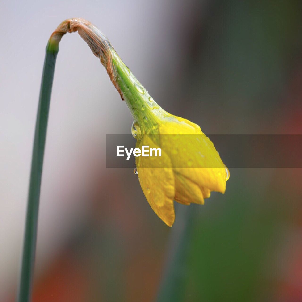 CLOSE-UP OF YELLOW FLOWERS