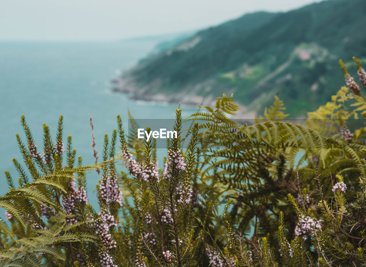 CLOSE-UP OF PLANTS AGAINST SEA