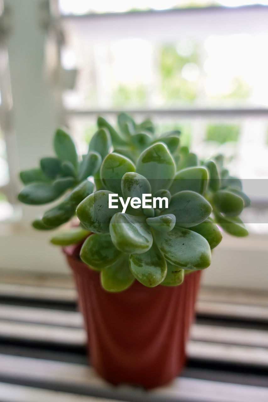 Close-up of potted plant on window sill