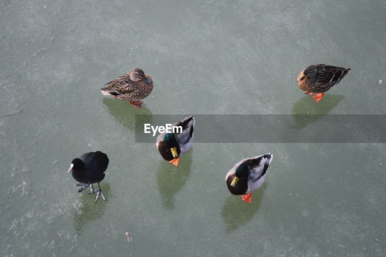 HIGH ANGLE VIEW OF BIRDS SWIMMING IN LAKE