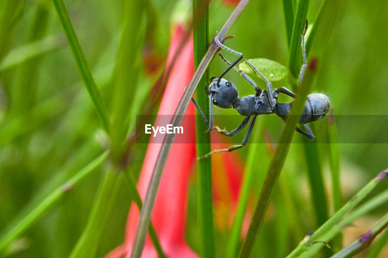 Close-up of ant on grass blades