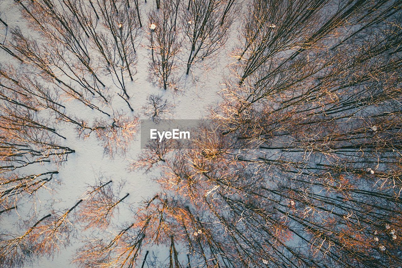 Aerial view of bare trees