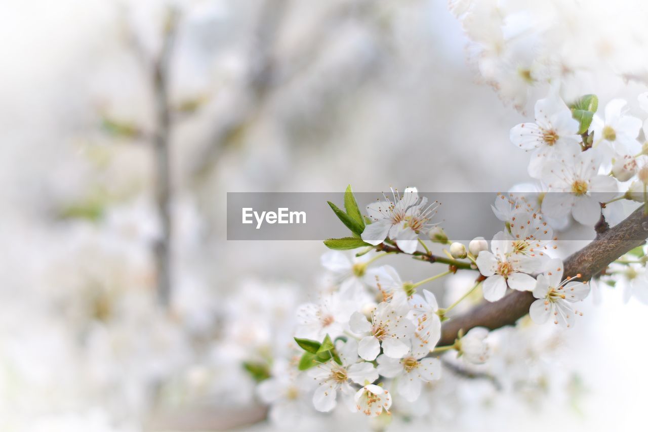 Close-up of white flowers blooming in field