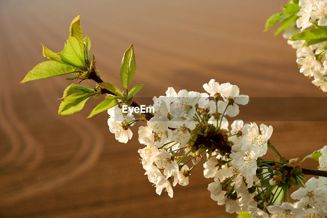 Close-up of white flowering plant