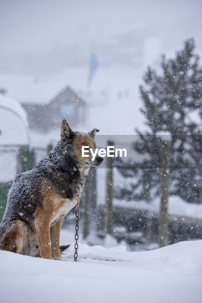 Dog on snow covered land