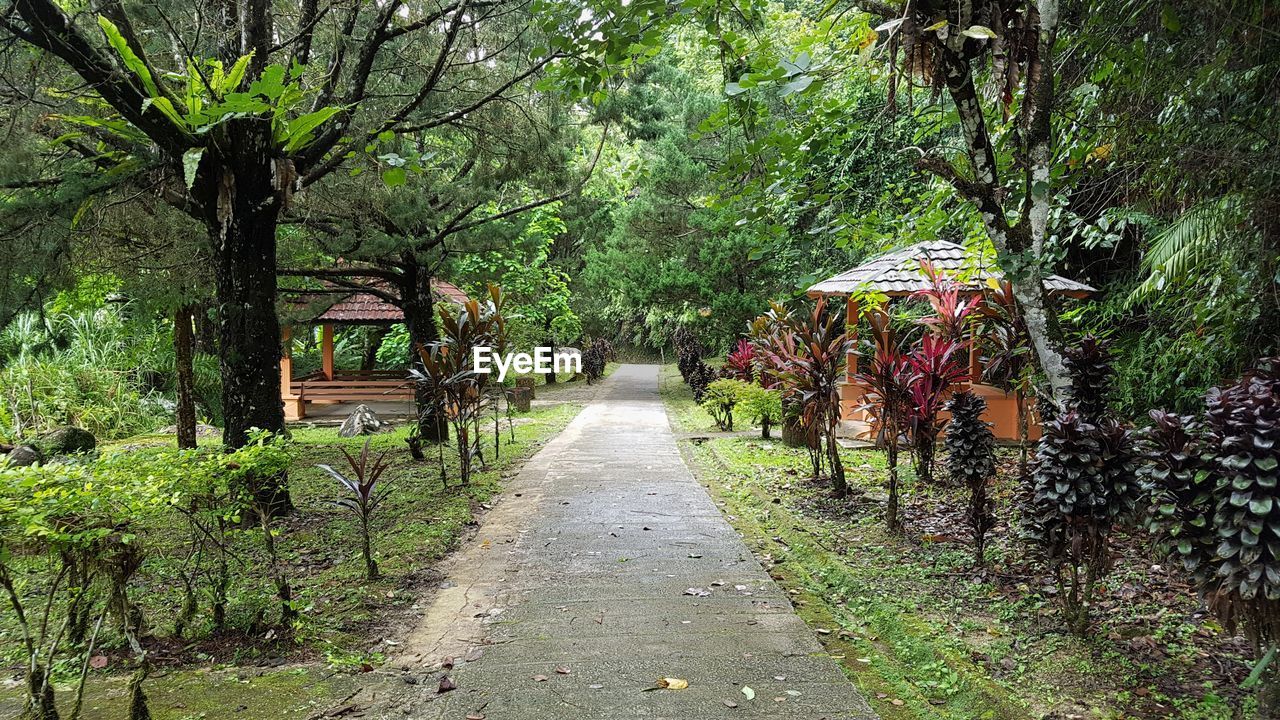 Footpath amidst trees in park