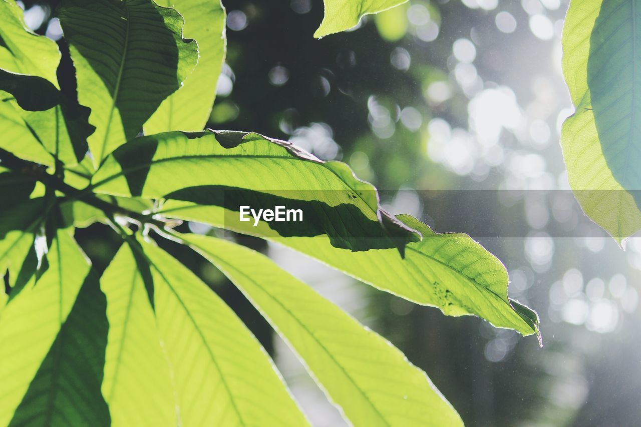 CLOSE-UP OF TREE LEAVES