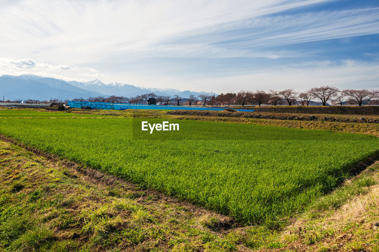 Rice farm, sakura tree, central alps at matsumoto