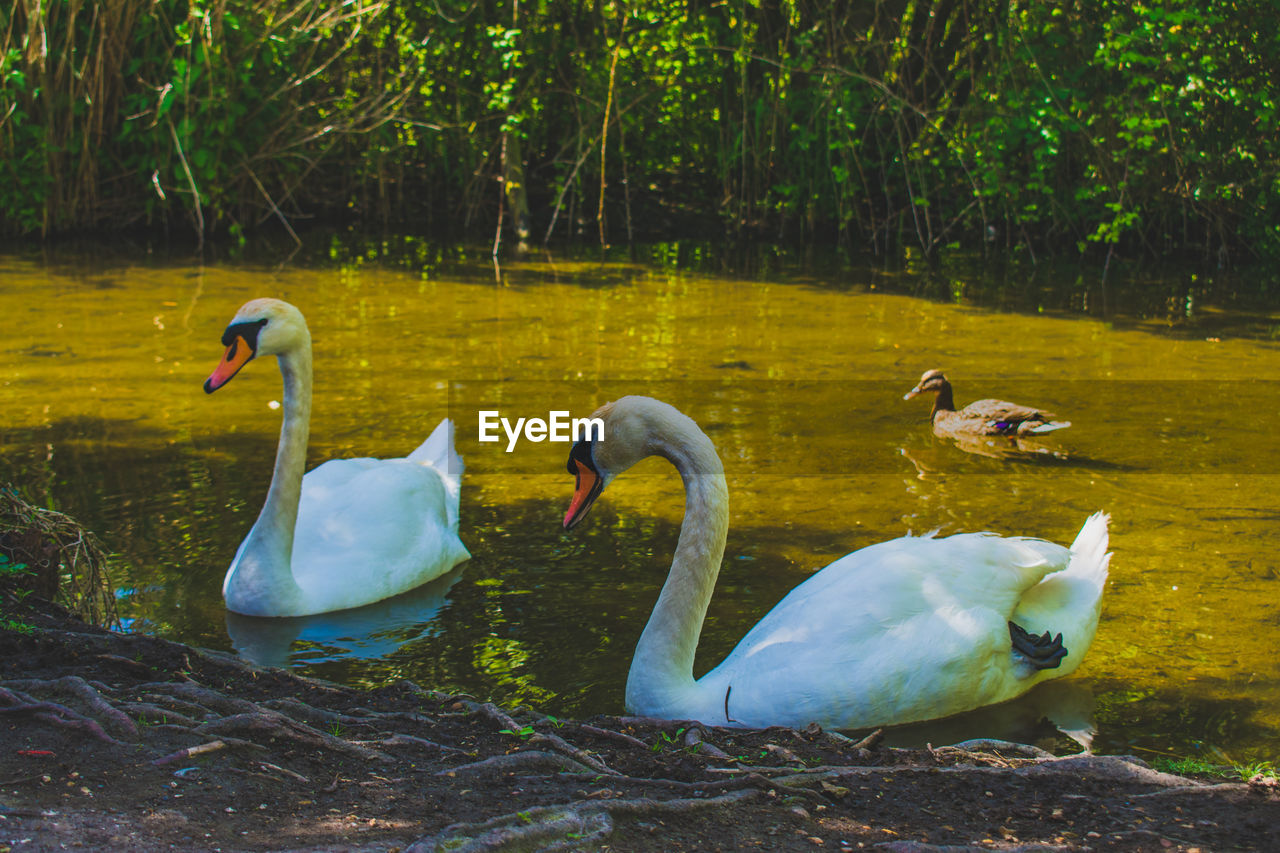 CLOSE-UP OF SWANS SWIMMING ON LAKE