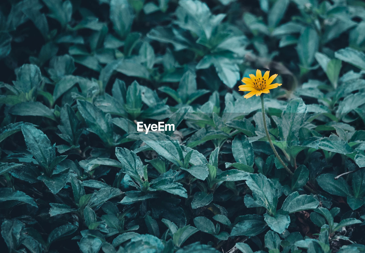 High angle view of yellow flowering plants