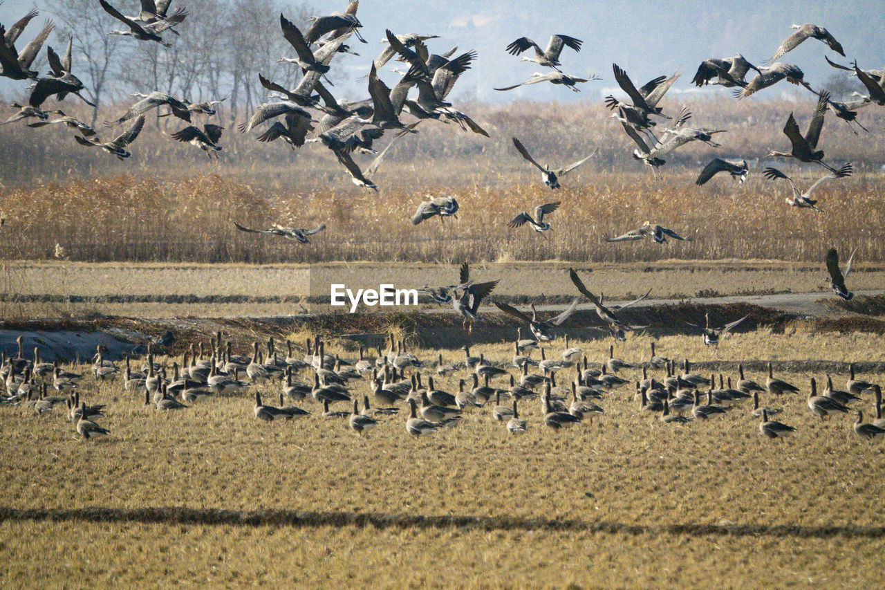 Flock of birds