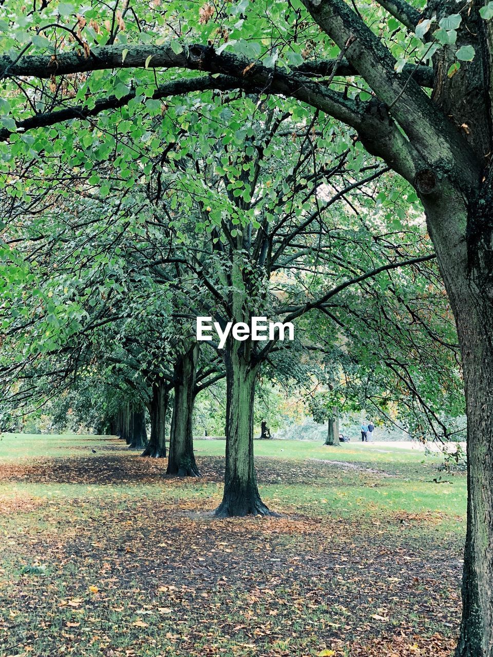 TREES AND LEAVES IN PARK DURING AUTUMN