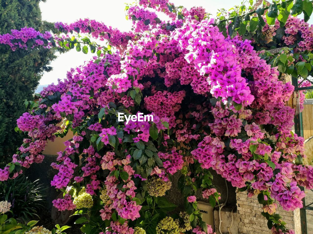 CLOSE-UP OF PINK BOUGAINVILLEA FLOWERS