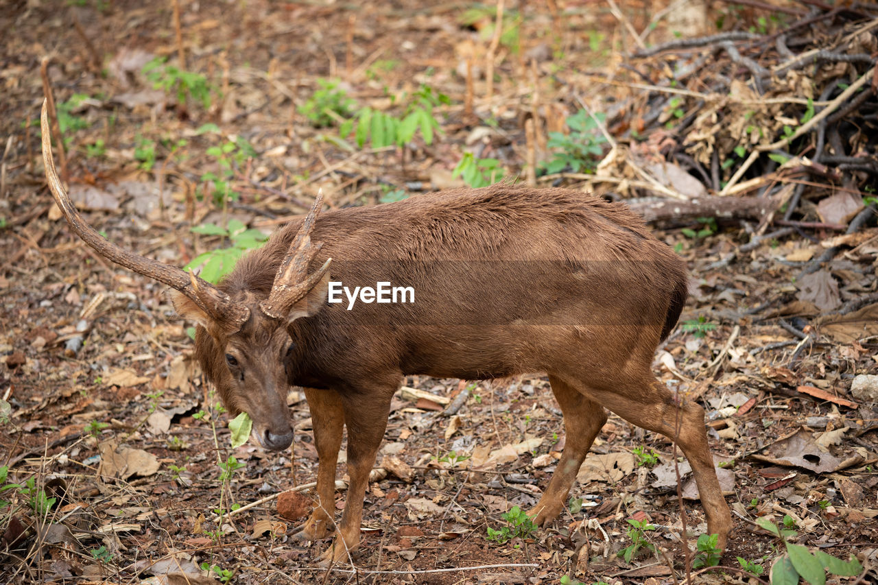 VIEW OF DEER ON FIELD