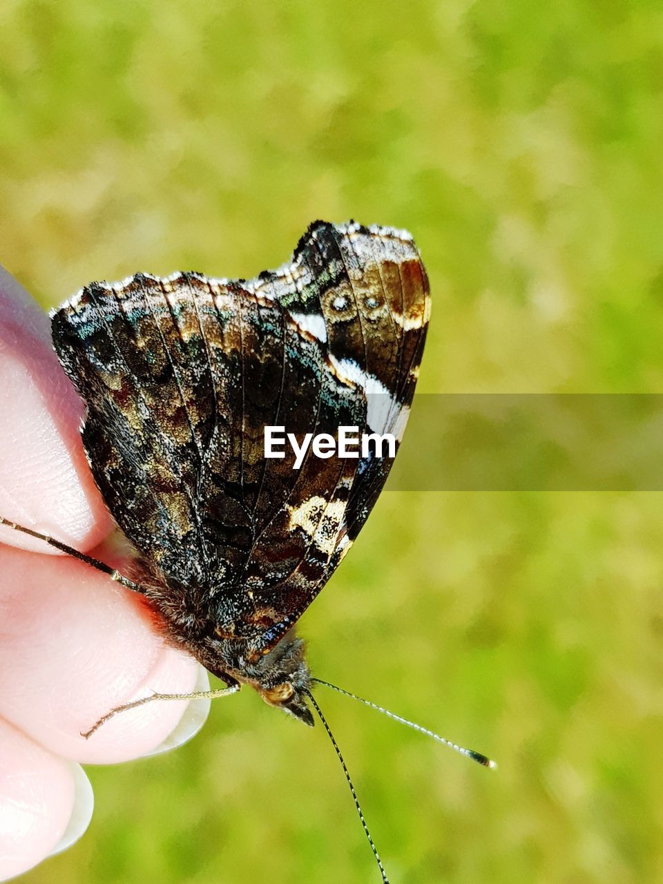 CLOSE-UP OF BUTTERFLY ON HAND HOLDING A LEAF