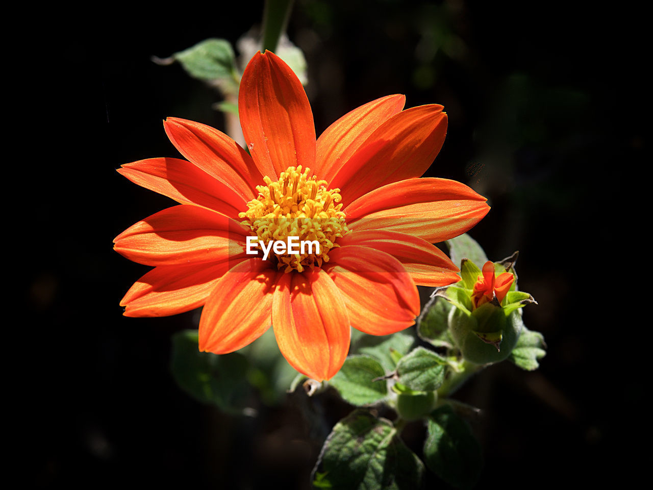 Close-up of orange flower blooming outdoors