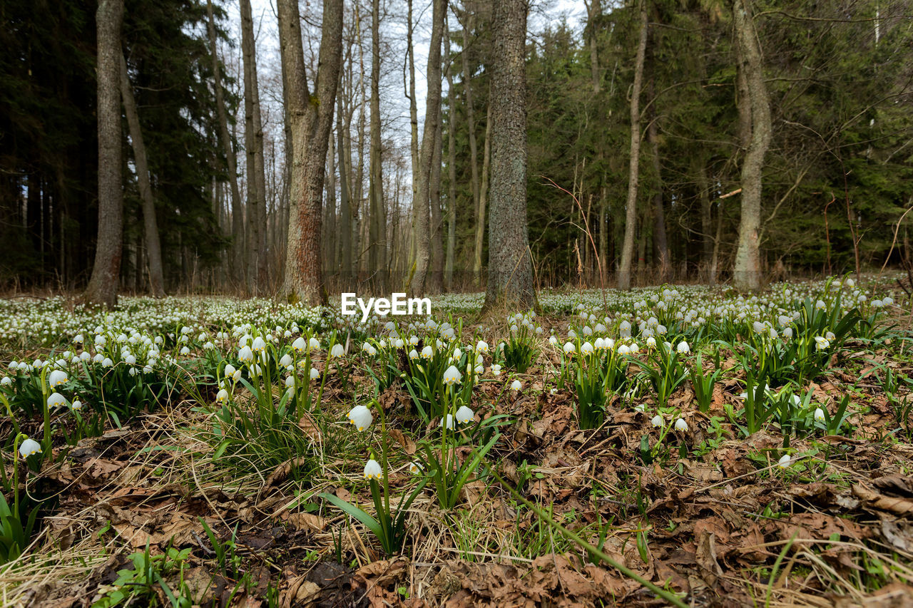 Plants growing on land at forest