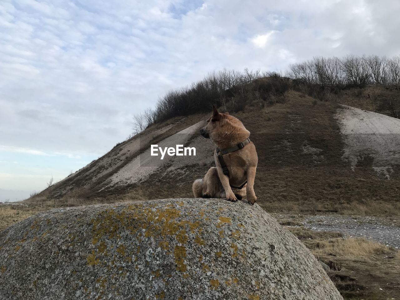 VIEW OF DOG ON ROCK