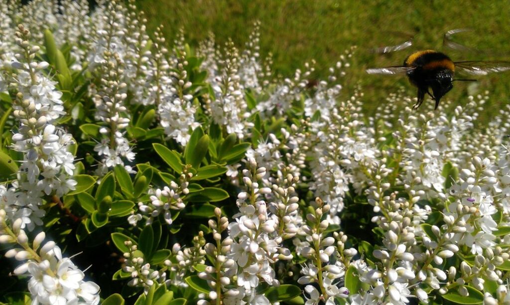 CLOSE-UP OF PLANTS