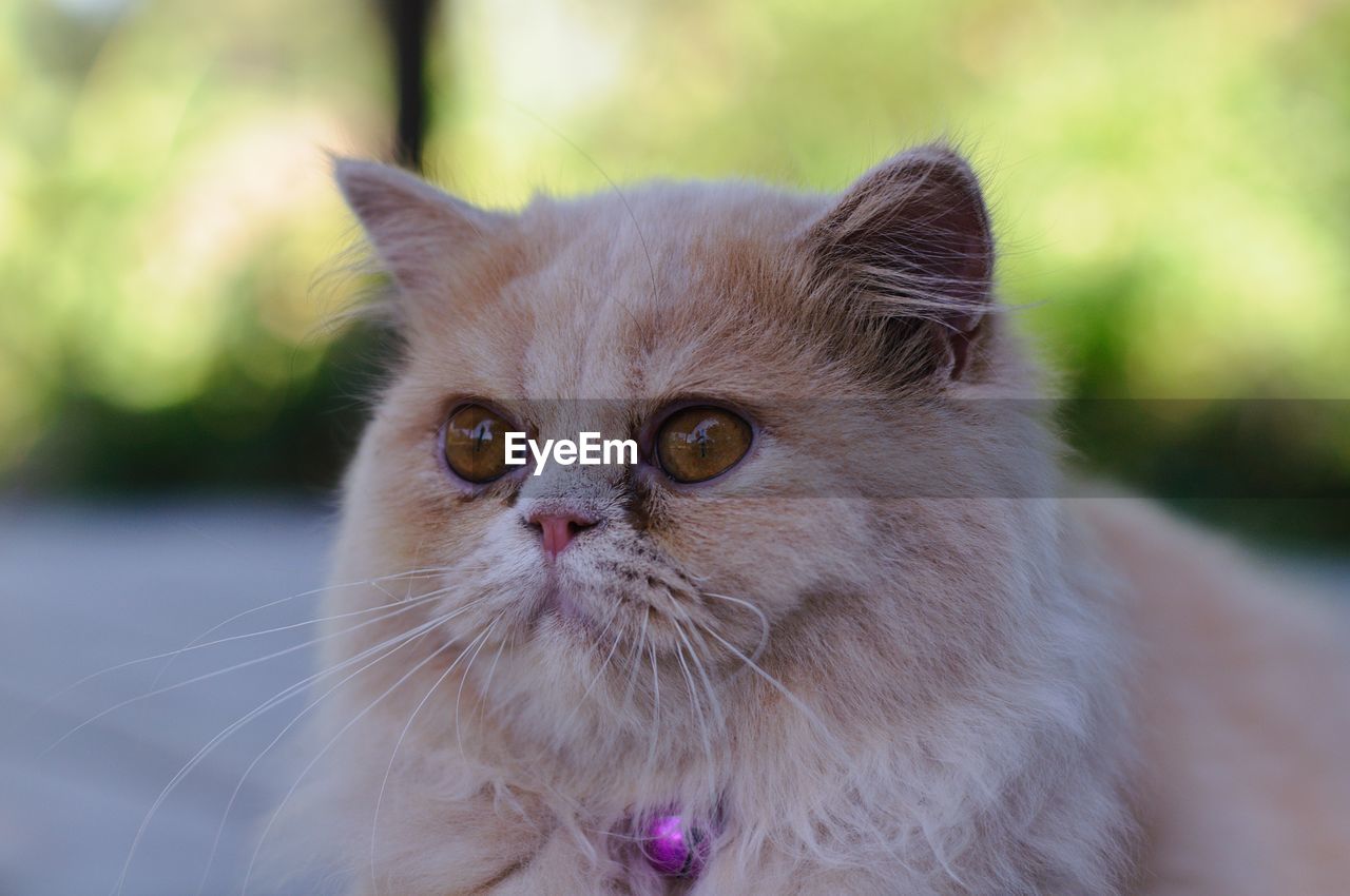 CLOSE-UP PORTRAIT OF CAT WITH EYES CLOSED