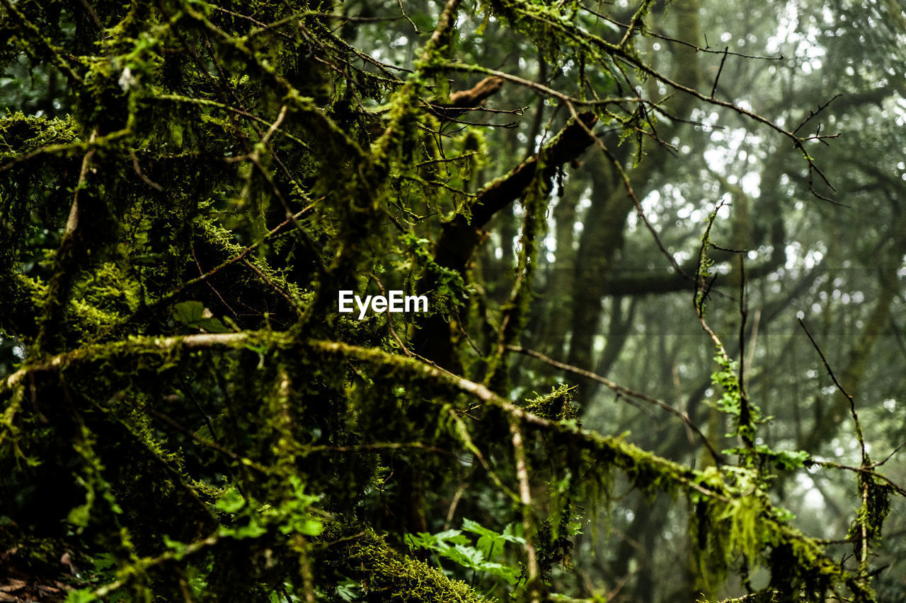 LOW ANGLE VIEW OF TREE IN FOREST