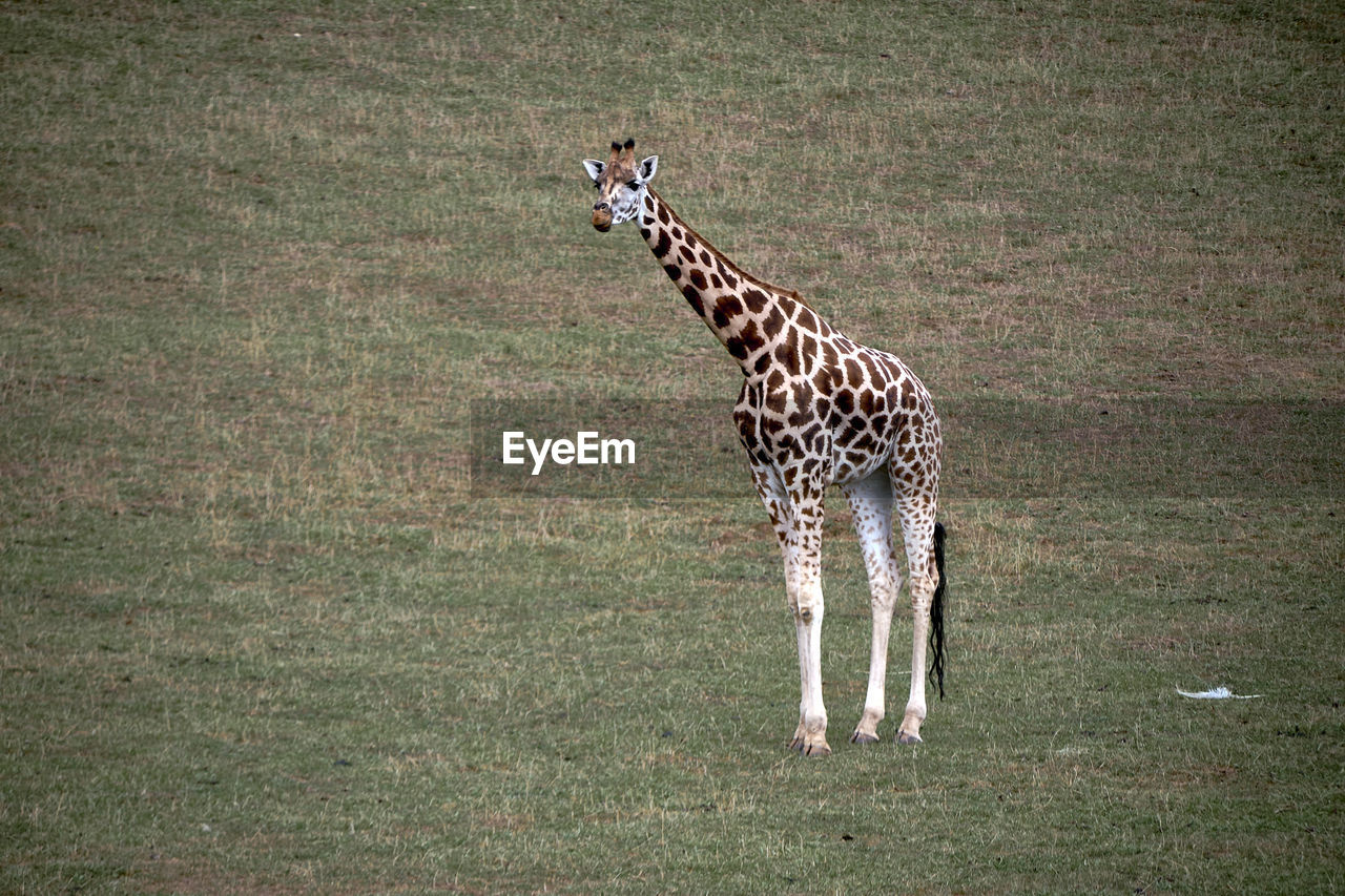 giraffes standing on field