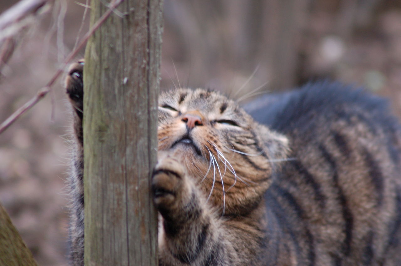 Close-up of cat stretching by pole
