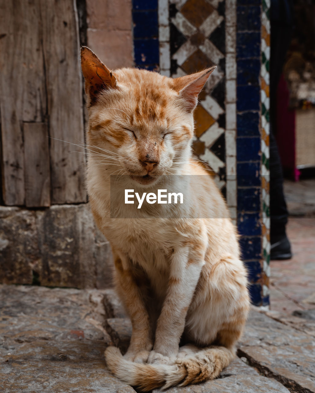 CAT LOOKING AWAY WHILE SITTING ON OUTDOORS