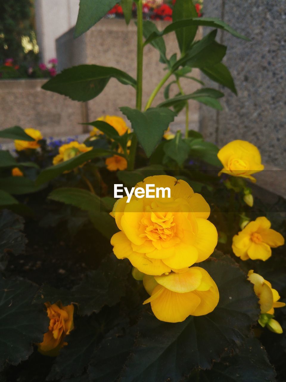 CLOSE-UP OF YELLOW FLOWER BLOOMING OUTDOORS