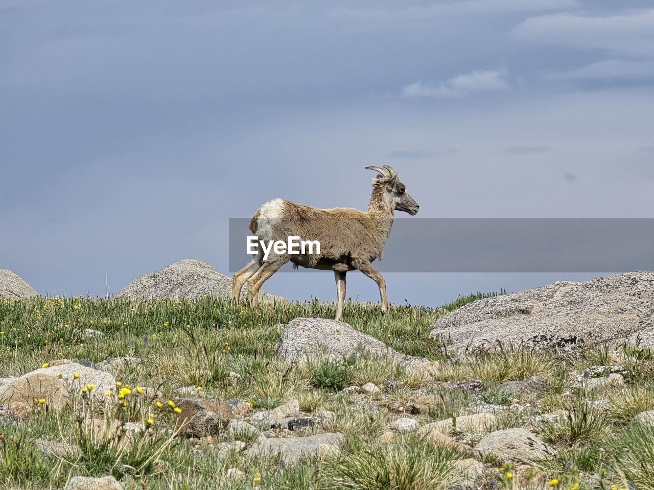 animal, animal themes, mammal, wildlife, sheep, animal wildlife, one animal, mountain goat, plant, bighorn, nature, sky, no people, wilderness, full length, domestic animals, standing, grass, day, livestock, mountain, side view, landscape, land, outdoors, goat-antelope, rock, environment, beauty in nature, cloud