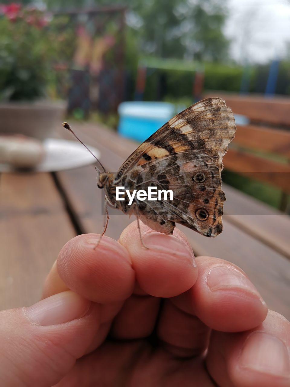 CLOSE-UP OF BUTTERFLY ON HAND HOLDING A FINGER