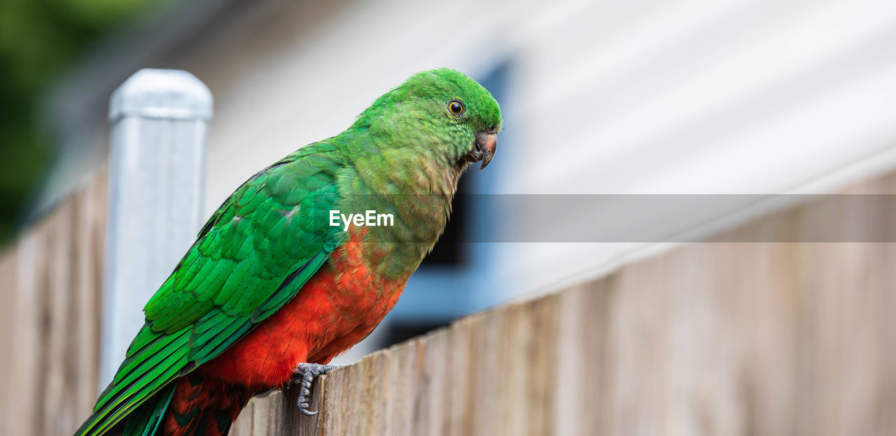 pet, animal themes, animal, bird, parrot, animal wildlife, green, one animal, parakeet, beak, wildlife, perching, no people, nature, multi colored, close-up, focus on foreground, outdoors, wood, day, wing, tropical bird, feather, environment