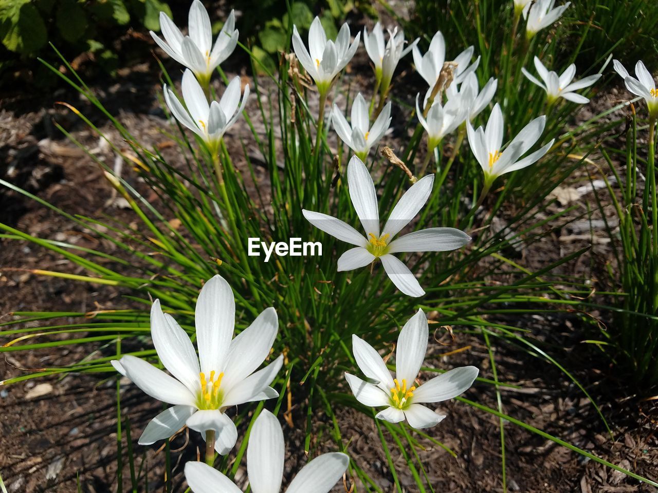 Close-up of white daisy flowers