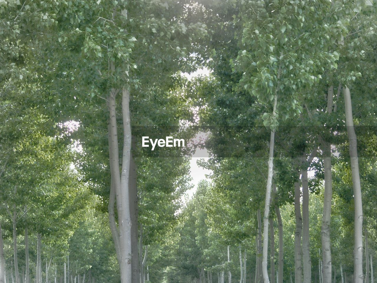 LOW ANGLE VIEW OF BAMBOO TREE IN FOREST