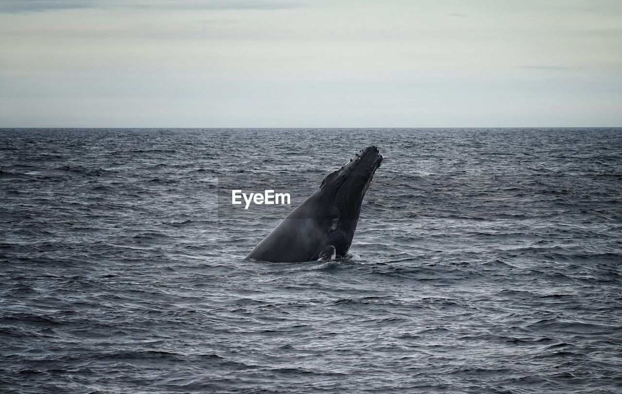 Whale swimming in sea