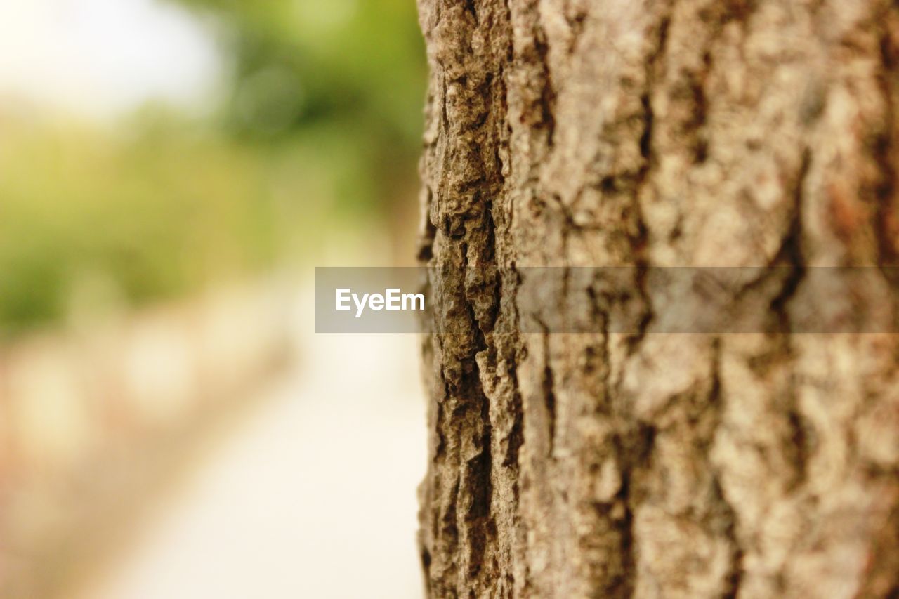 CLOSE-UP OF TREE TRUNK ON ROCK
