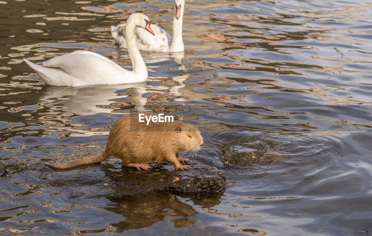 Coypu with swan on river